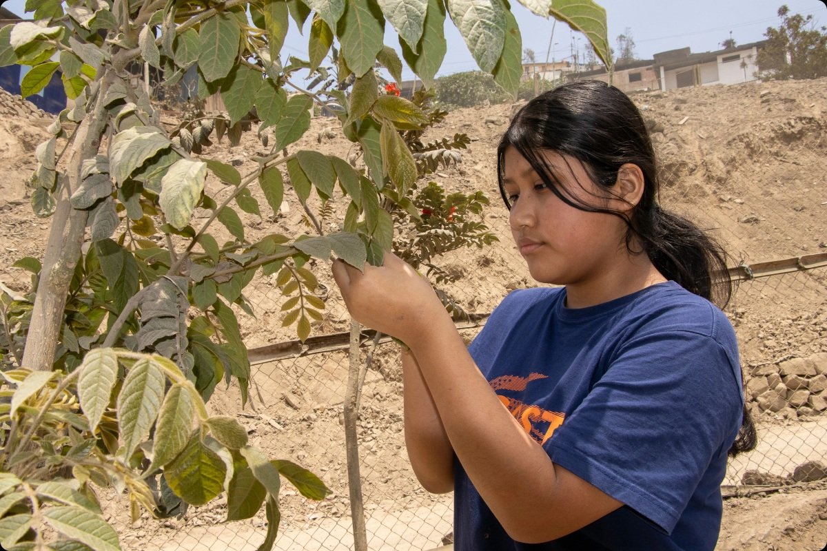 Promoting Urban and Environmental Rights in Lima, Peru Implemented by DESCO with support from CAFOD | Photo credit: DESCO | Image provided by CAFOD A young participant examines the leaves of a tree in a hillside neighbourhood in Lima, Peru. A dry urban landscape, fencing and houses are visible in the background. The image illustrates DESCO's work promoting urban and environmental rights with support from CAFOD and the LACT Programme.